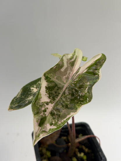Alocasia Pseudo Sanderiana Pink