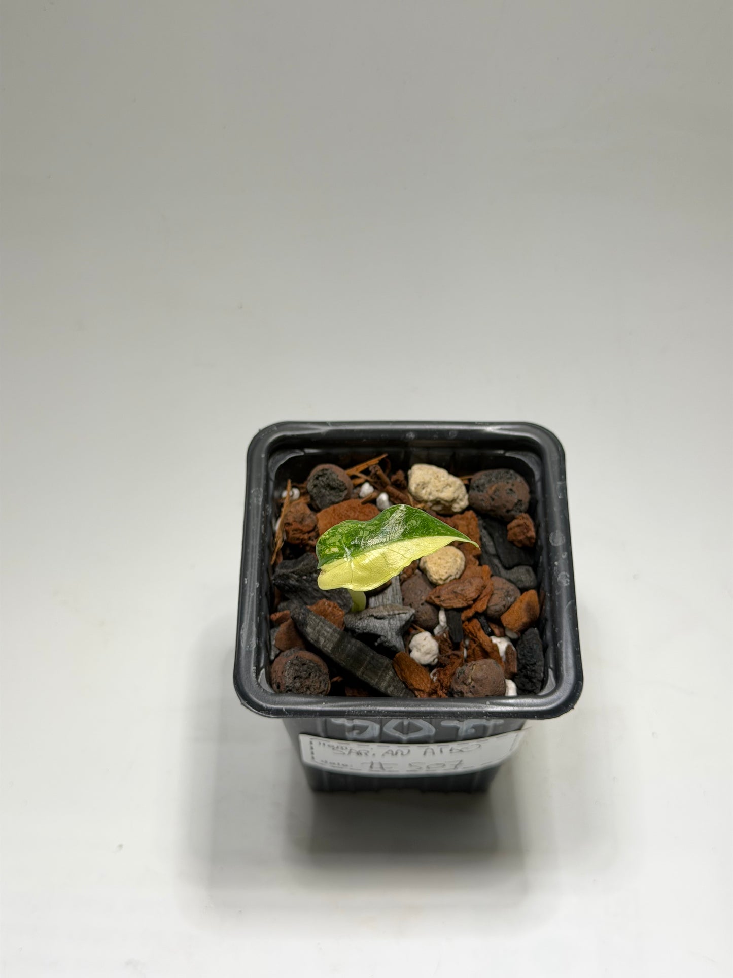 Alocasia Black Satun Stardust