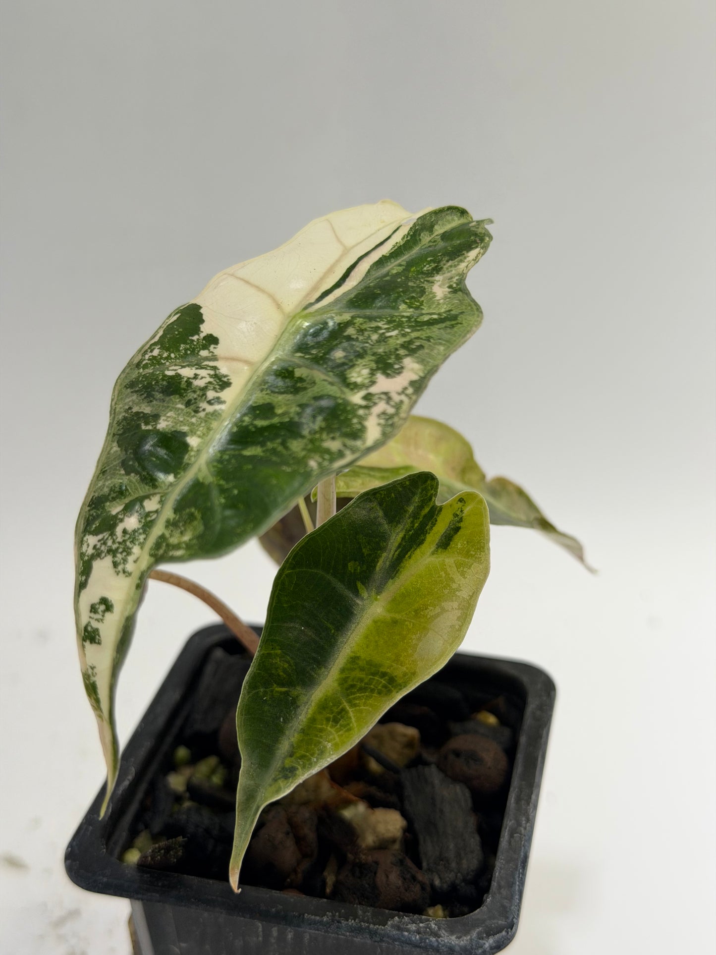 Alocasia Amazonica Pink Albo