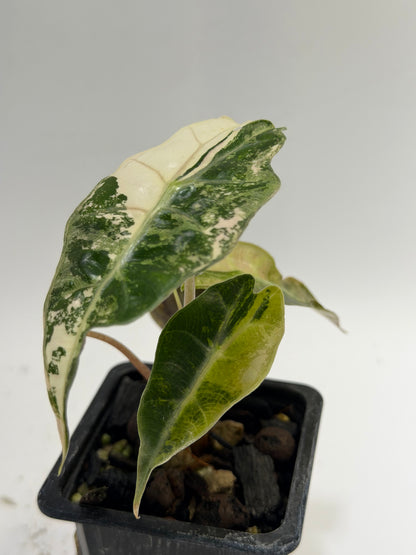 Alocasia Amazonica Pink Albo