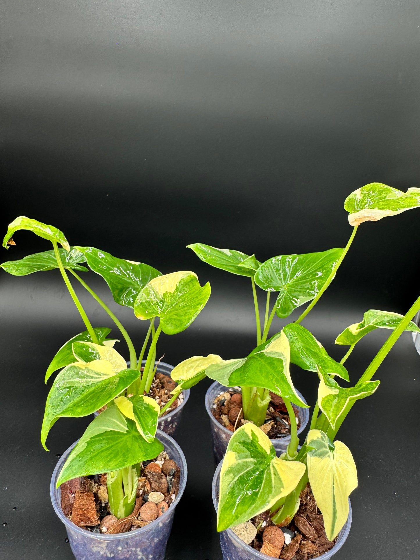Sur mesure - Alocasia : Albo Wagyu, Aurea Wagyu, Scalprum, crinkless, Lemon Lime, Cucullata Albo, bulbe nobilis Silver (offert) Green and White Plants