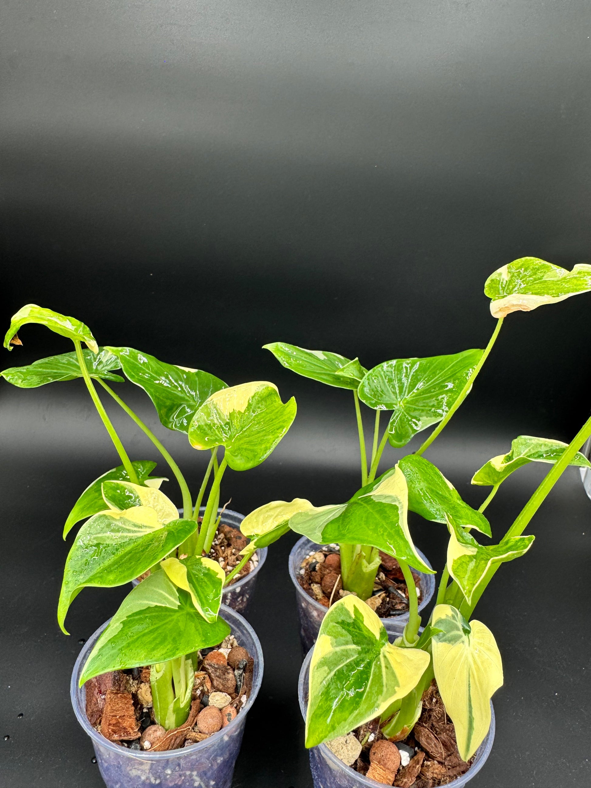 Sur mesure - Alocasia : Albo Wagyu, Aurea Wagyu, Scalprum, crinkless, Lemon Lime, Cucullata Albo, bulbe nobilis Silver (offert) Green and White Plants