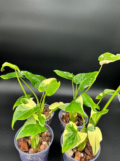 Sur mesure - Alocasia : Albo Wagyu, Aurea Wagyu, Scalprum, crinkless, Lemon Lime, Cucullata Albo, bulbe nobilis Silver (offert) Green and White Plants