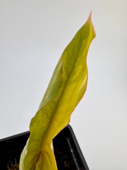 Philodendron Florida Beauty x Mayoi Variegata