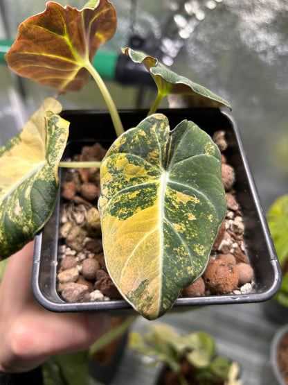 Professionelles Alocasia-Substrat (5L)