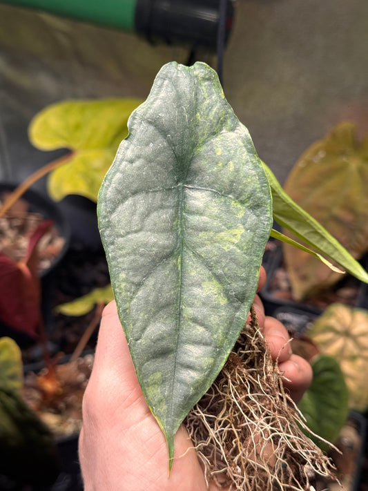 Alocasia Dragon Breath Aurea - bulbe