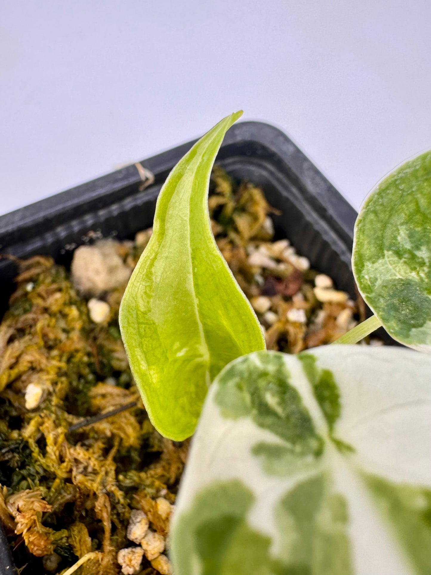 Alocasia Cuculatta « Wagyu » Albo Variegata