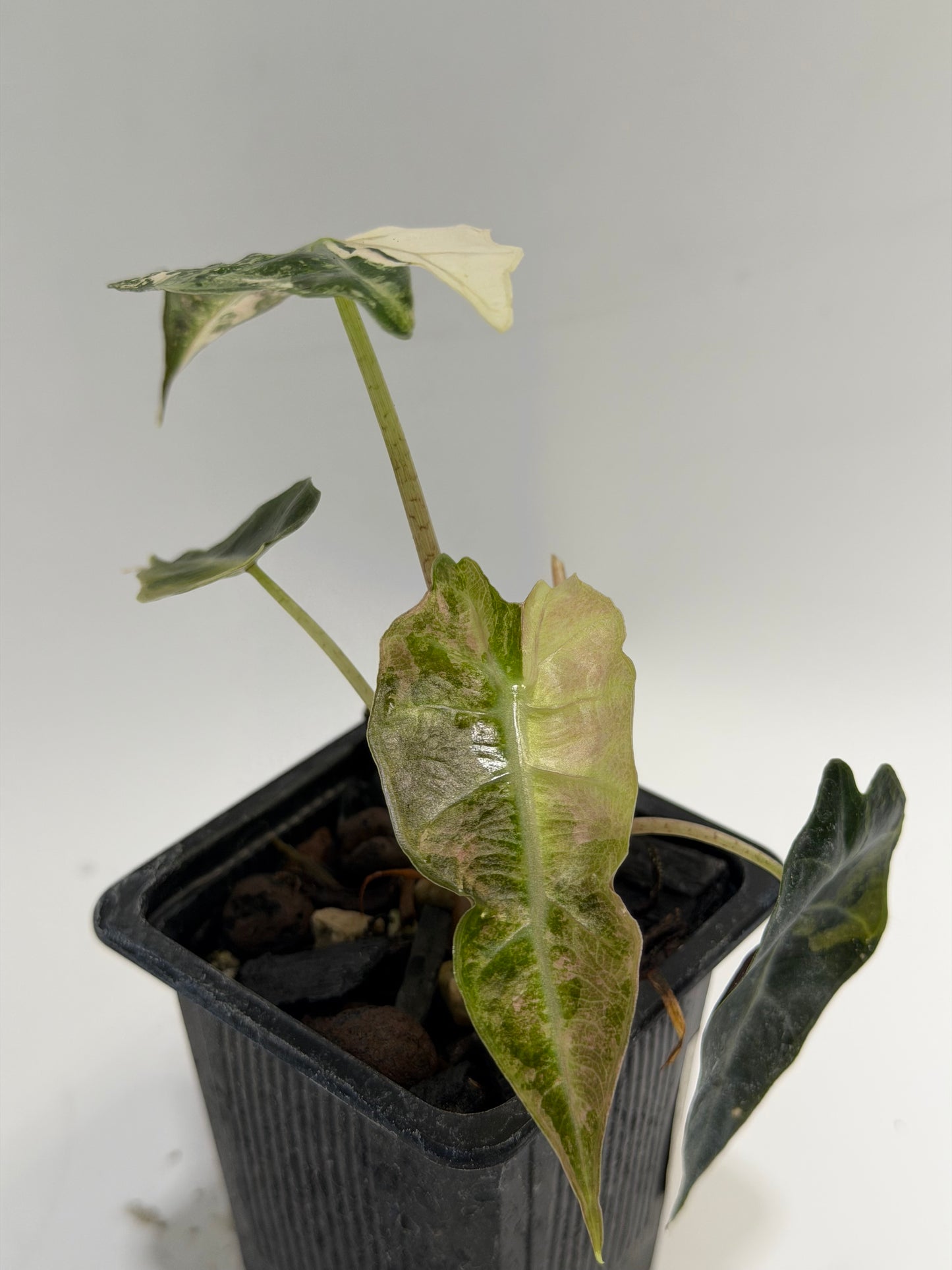 Alocasia Amazonica Pink Albo