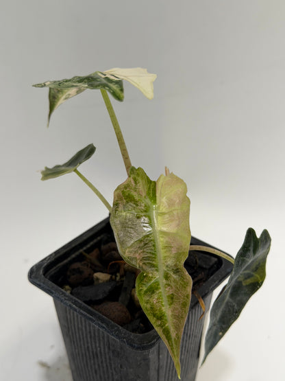 Alocasia Amazonica Pink Albo