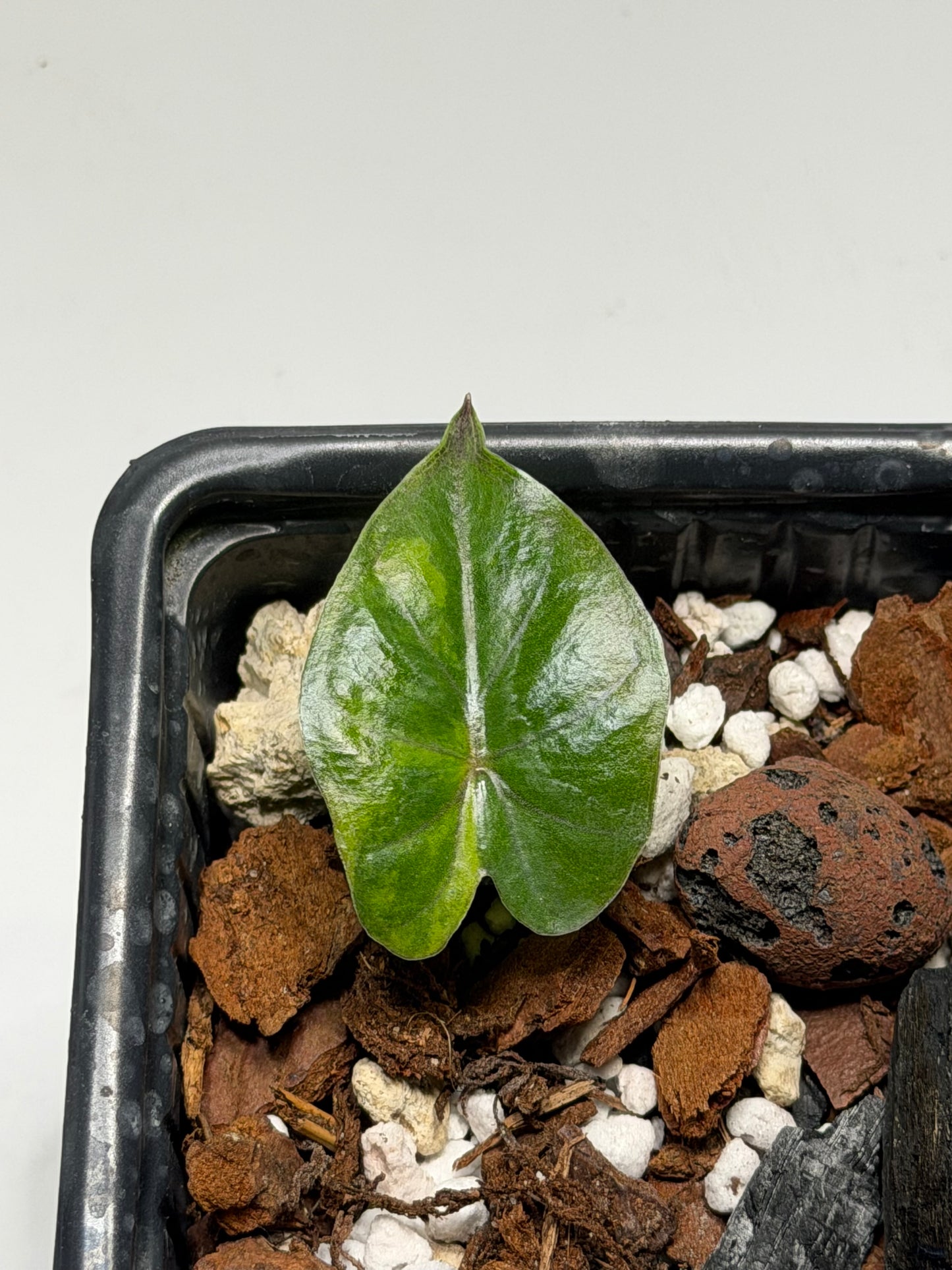 Alocasia Yucatan Tricolor Pink