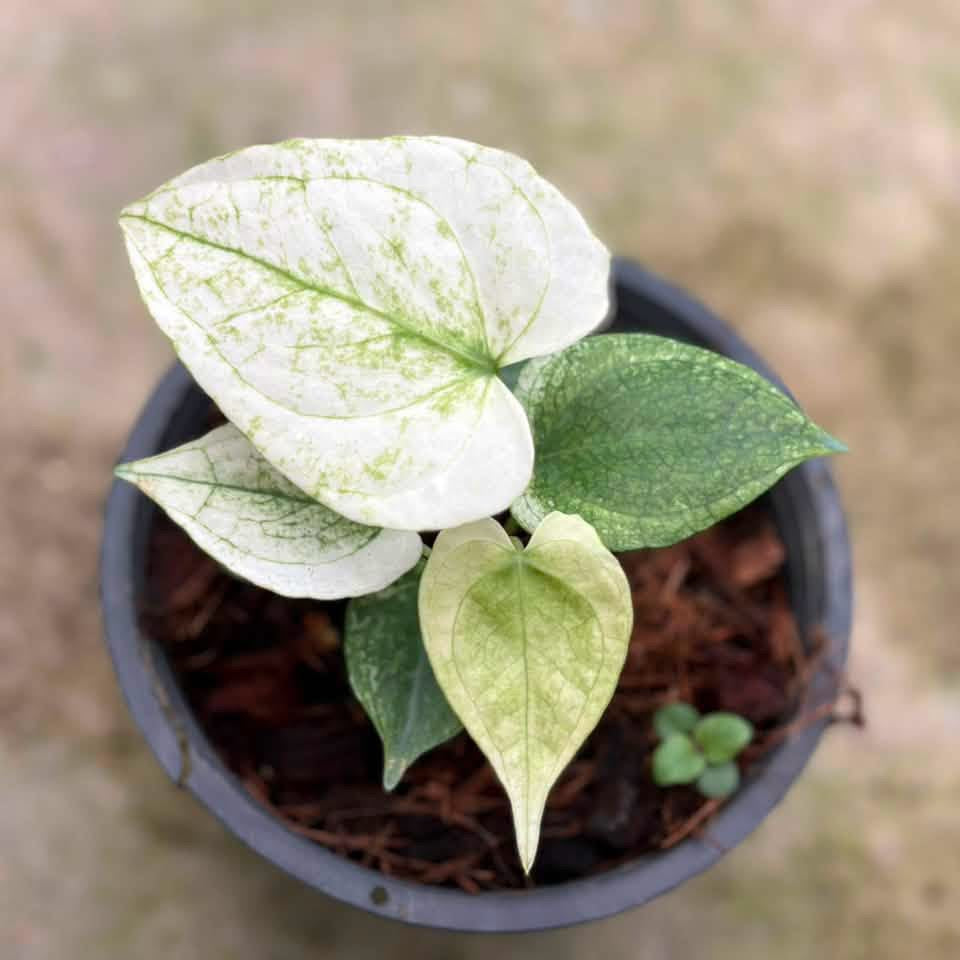 Anthurium Clarinervium "white monster"