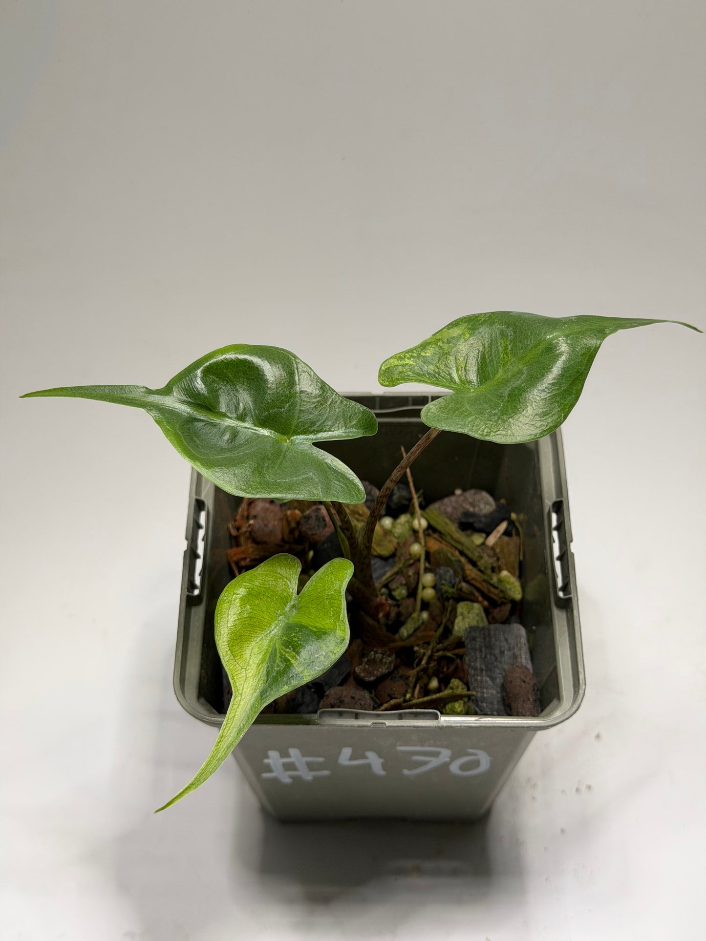 Alocasia Stingray Aurea Mint