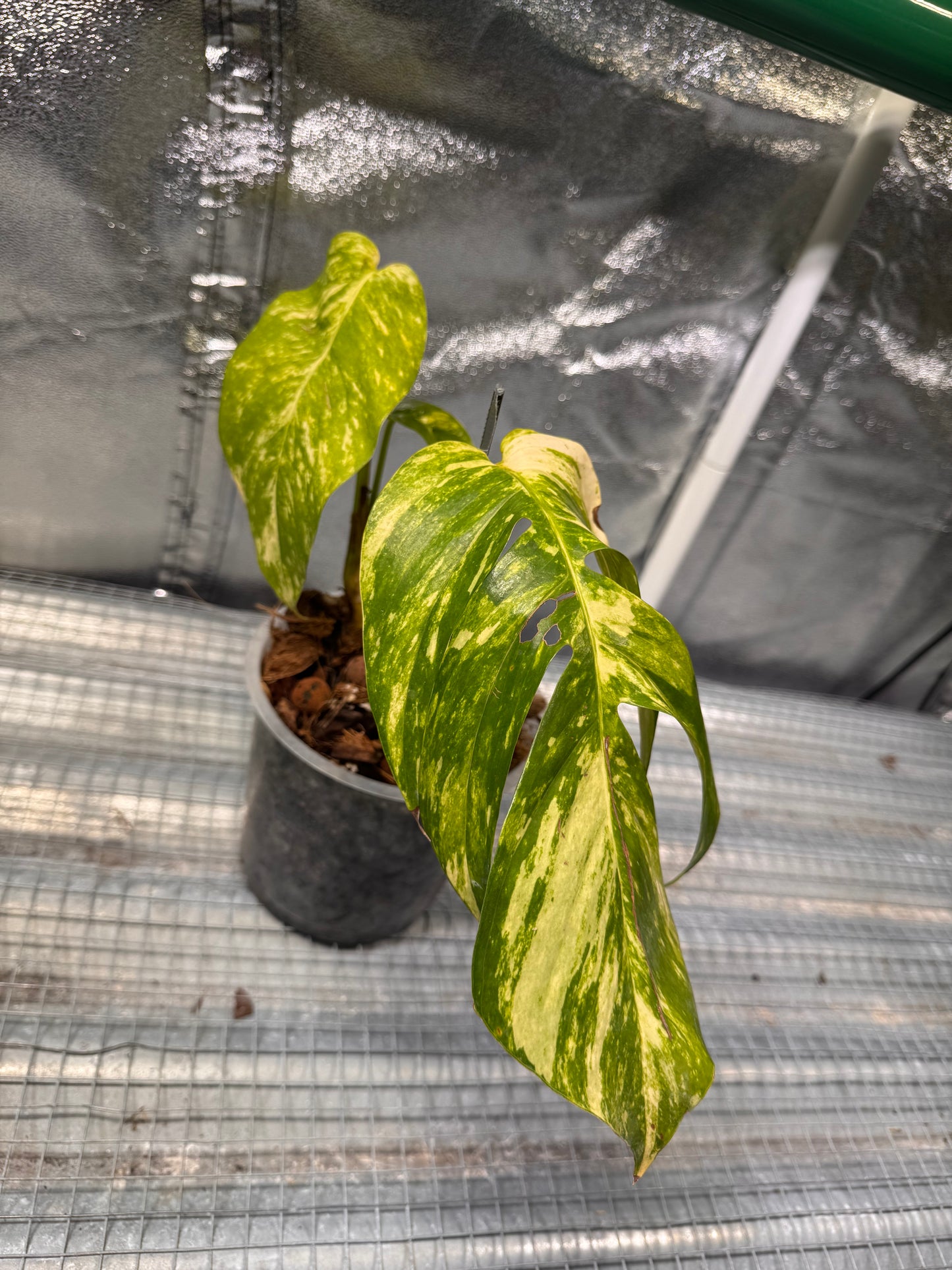 Epipremnun Pinnatum Gold Flame Variegata