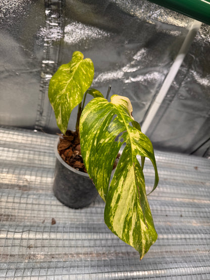 Epipremnun Pinnatum Gold Flame Variegata