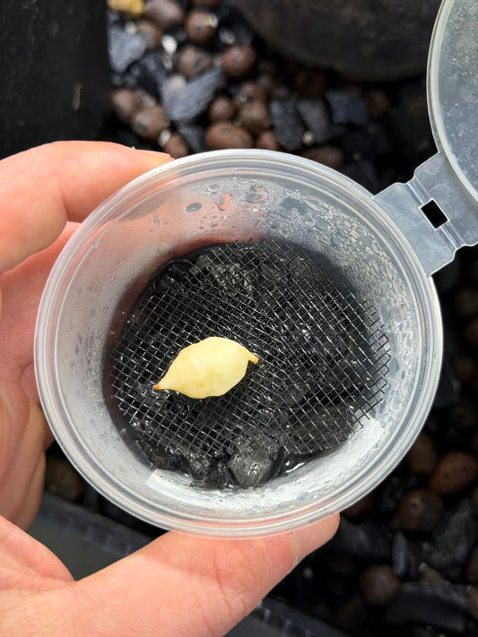 Alocasia Longiloba Albo Pink Back (Mutation) - Bulbe