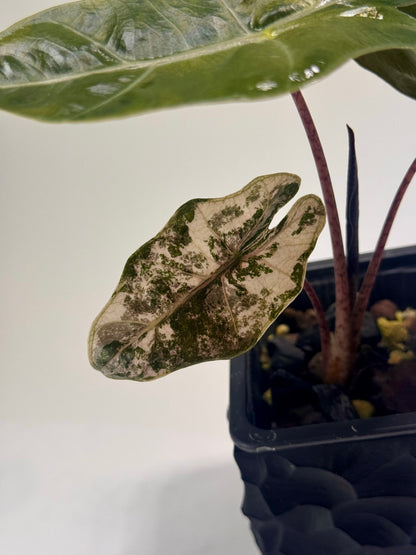 Alocasia Pseudo Sanderiana Pink
