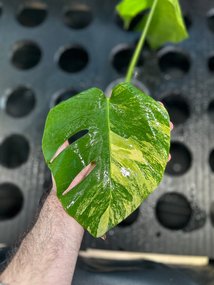 Monstera Aurea Variegata