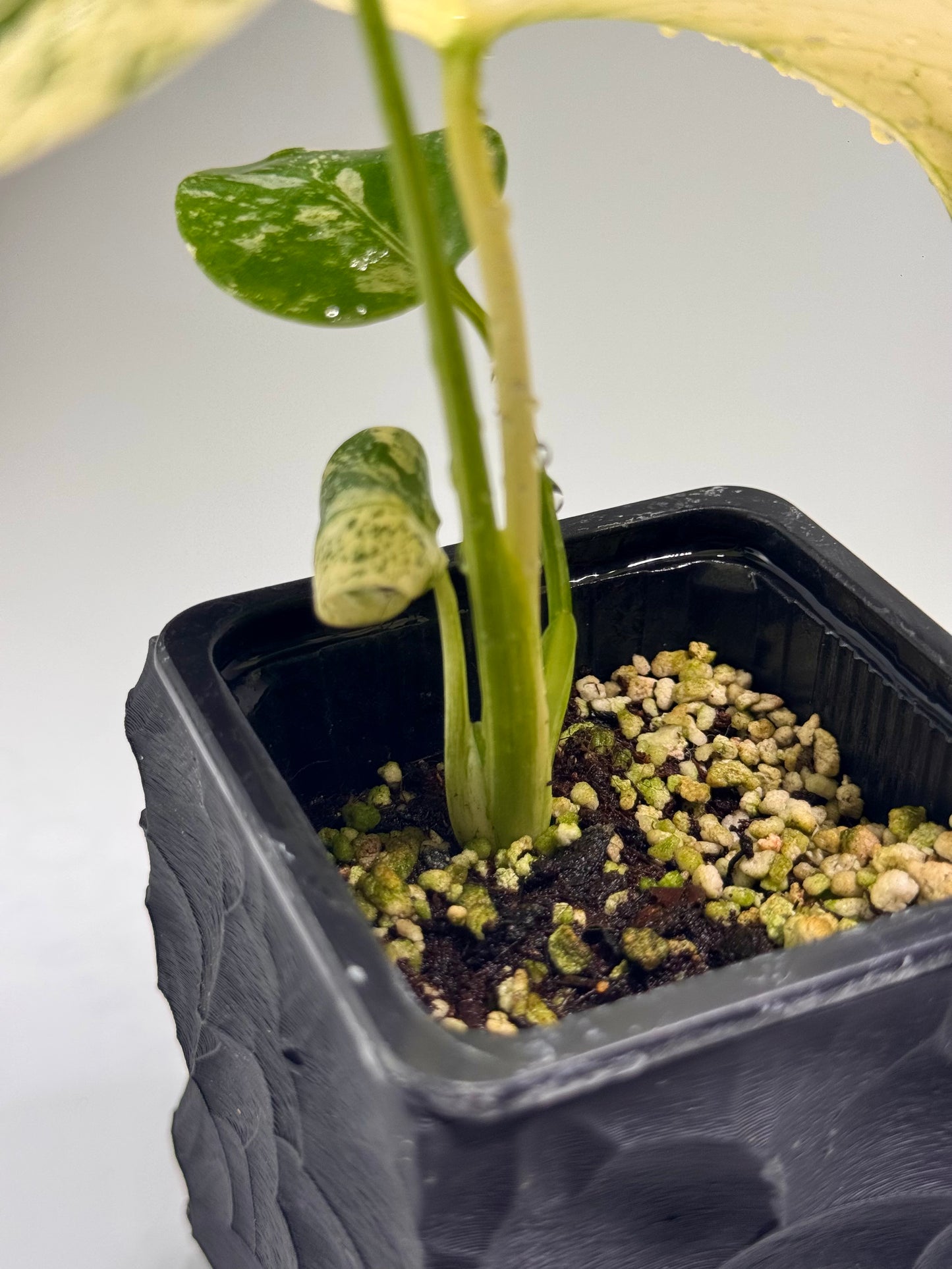 Monstera White Monster TC (Acclimated)