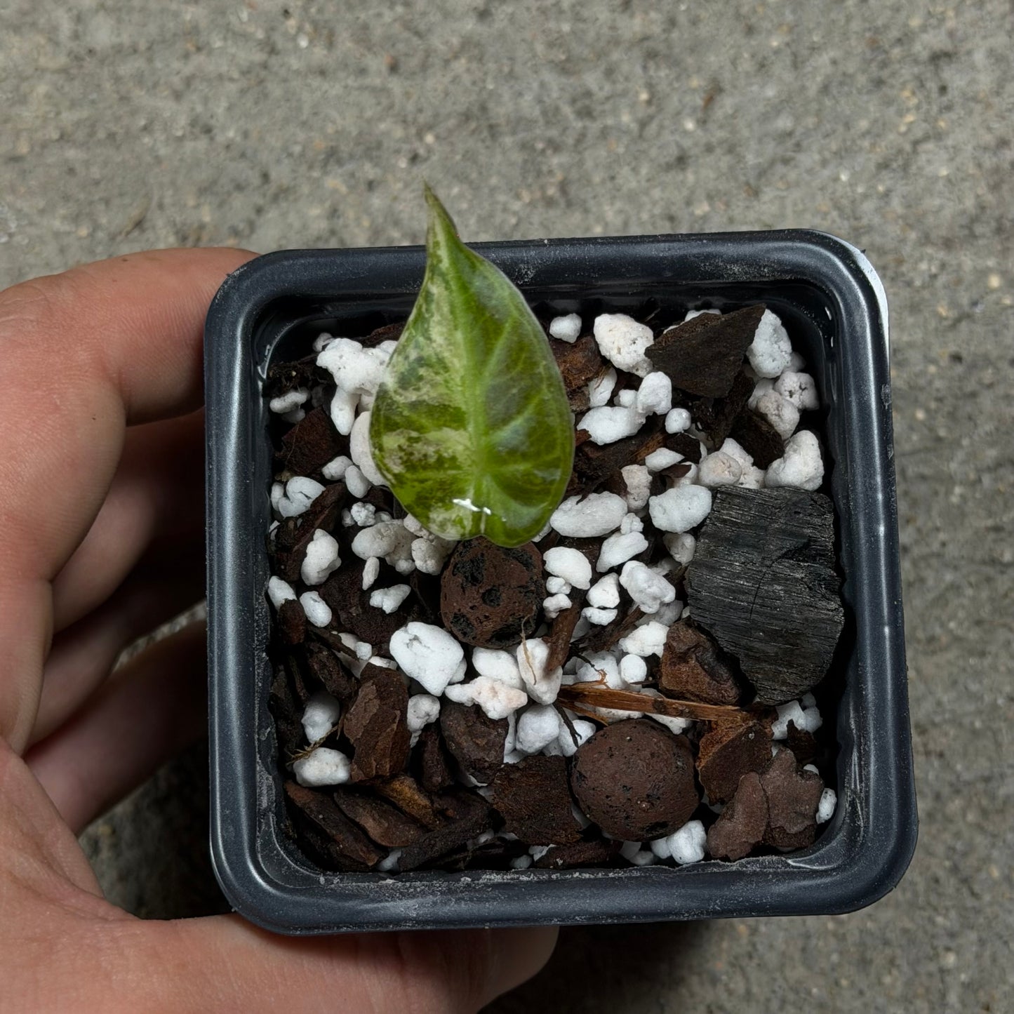 Alocasia Regal Shield Albo Variegata