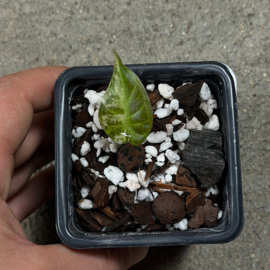 Alocasia Regal Shield Albo Variegata