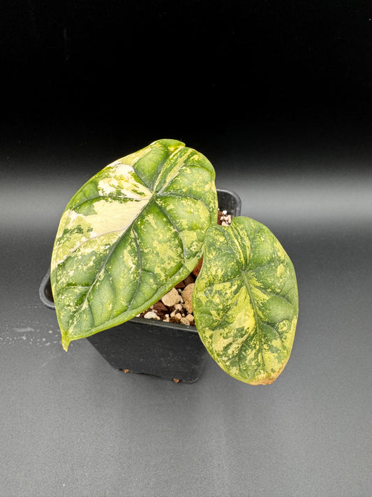 Alocasia Dragon Scale Albo
