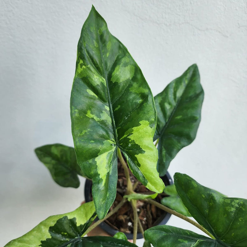 Alocasia Corazon Aurea Variegata - Pre-order