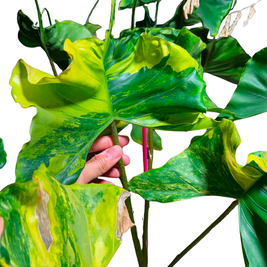 Alocasia Stingray Aurea - Bulbe