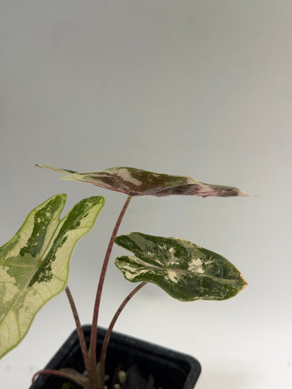 Alocasia Pseudo Sanderiana Pink