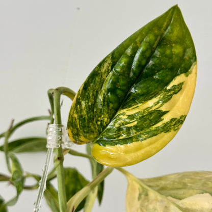 Monstera Karstenianum Peru Variegata Green and White Plants