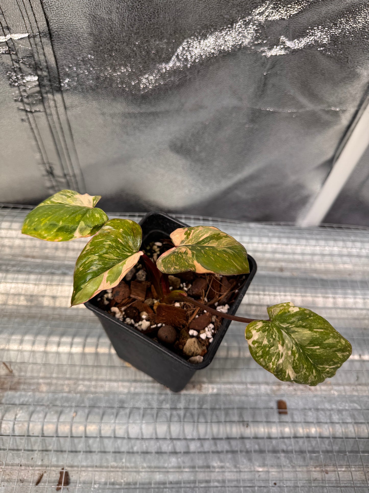 Homalomena Rubescens Pink Mutation Variegata