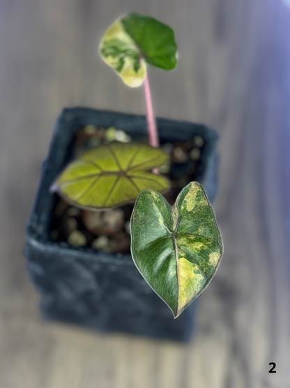 Alocasia Yucatan Tricolor
