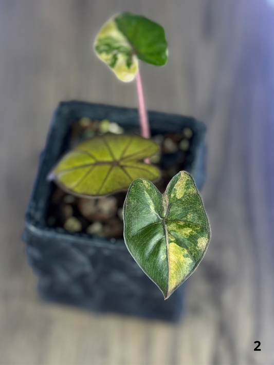 Alocasia Yucatan Tricolor