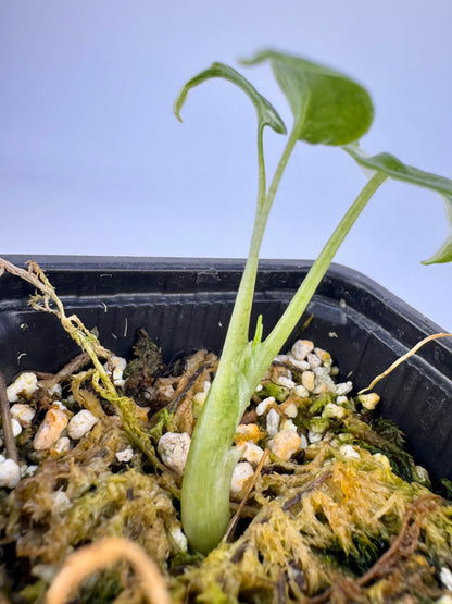 Alocasia Cuculatta « Wagyu » Albo Variegata