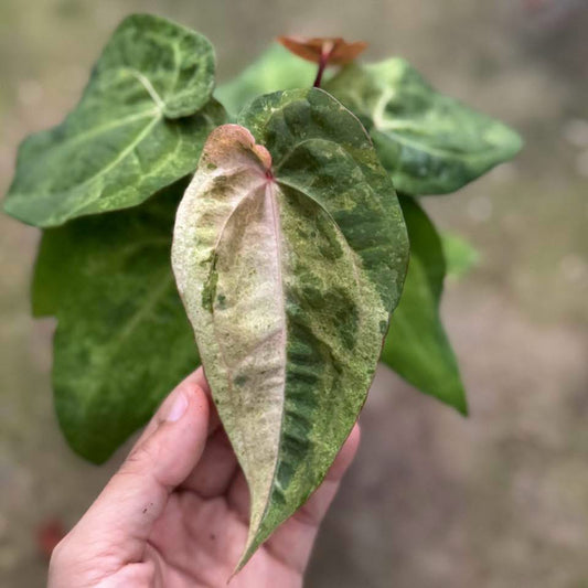 Anthurium Papillilaminum Hybrid Mint