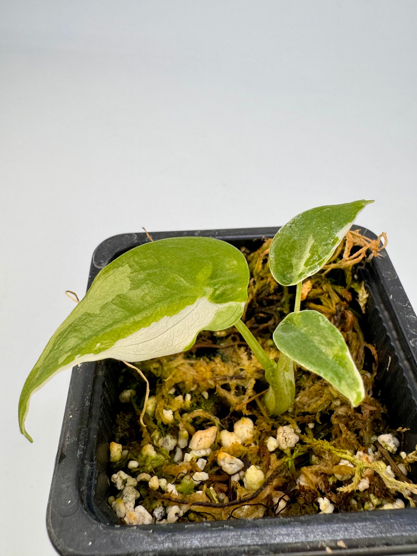 Alocasia Cuculatta « Wagyu » Albo Variegata