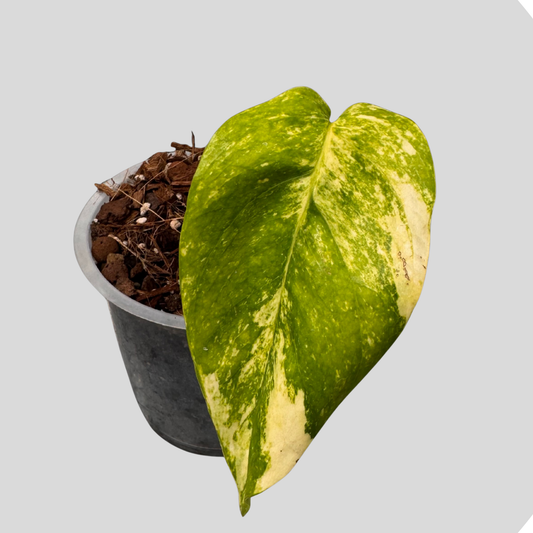 Epipremnun Pinnatum Gold Flame Variegata