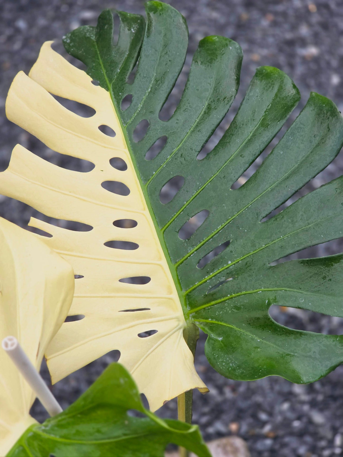 Monstera Deliciosa Albo