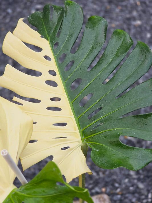 Monstera Deliciosa Albo