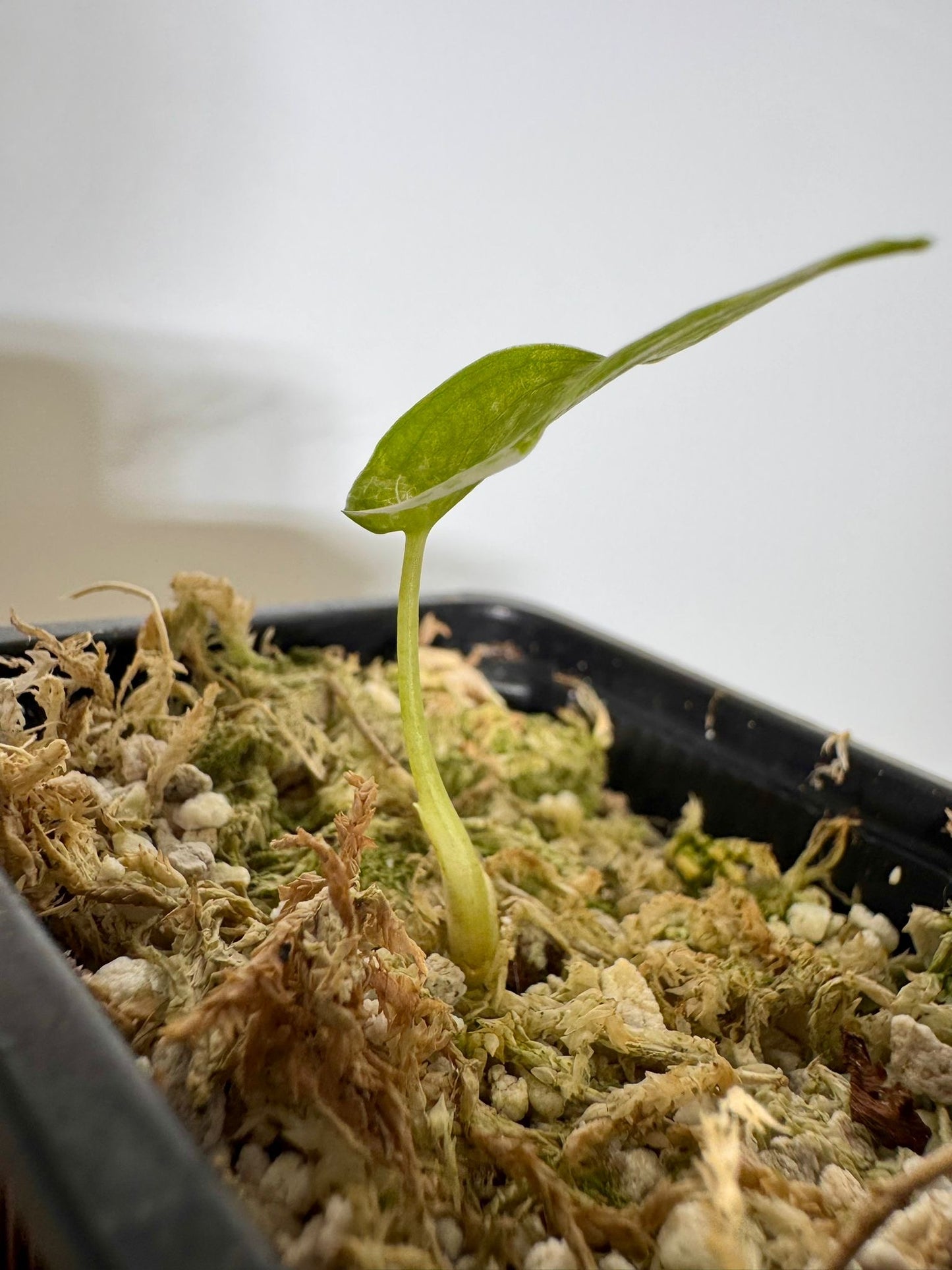 Alocasia Cuculatta « Wagyu » Albo Variegata - Tronçon (1/2 petites feuilles)