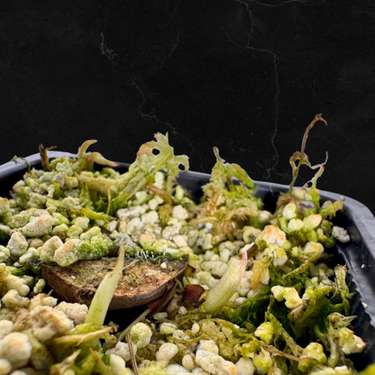 Alocasia Cuculatta « Wagyu » Albo Variegata - Tronçon (1/2 petites feuilles)