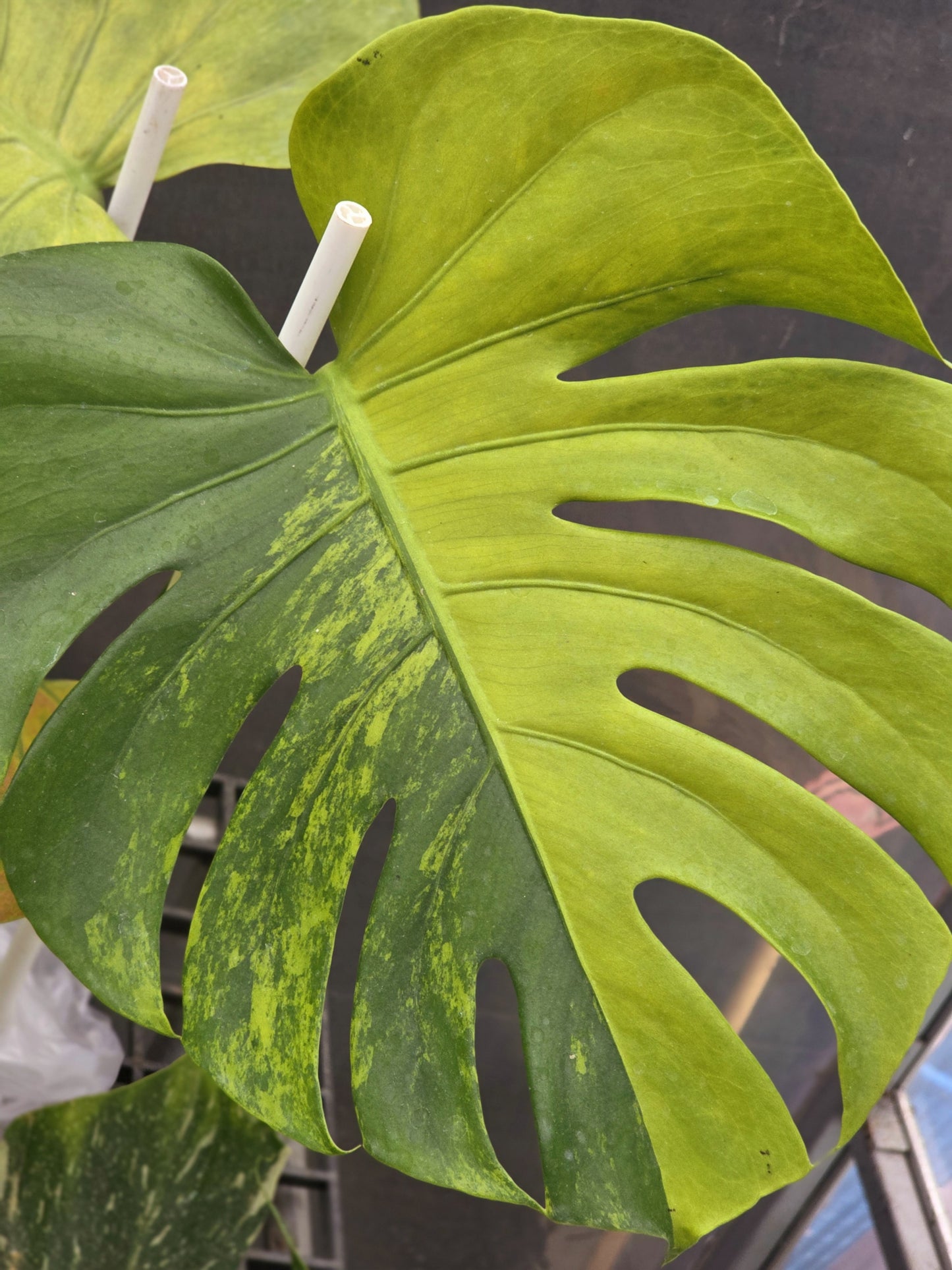 Monstera Deliciosa Orange Rusty variegata - Livraison 30 jours