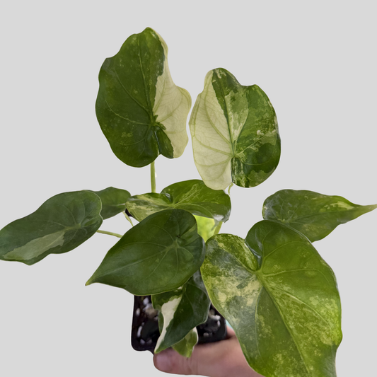 Alocasia Cuculatta « Wagyu » Albo - Taille L