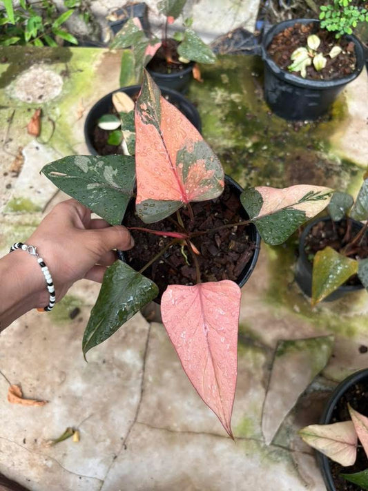 Homalomena cf. Aromatica « Pink Diamond » - Livraison 30 jours