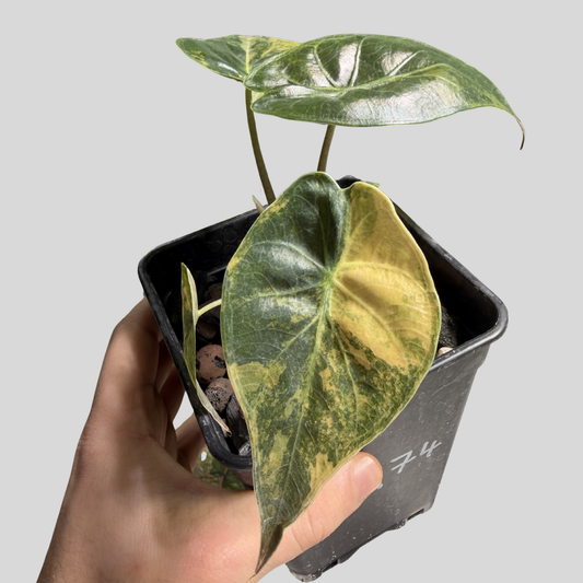 Alocasia Wentii Aurea