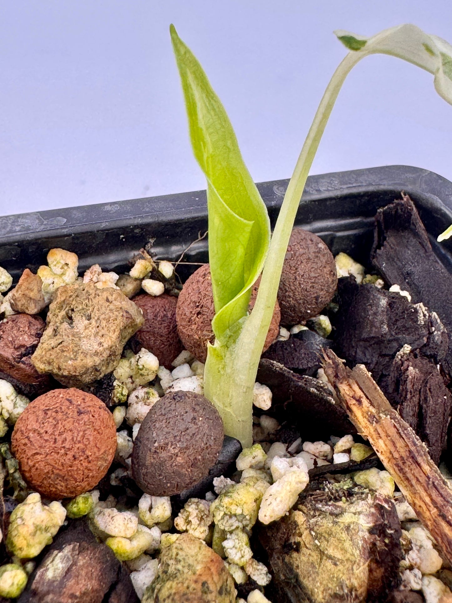 Alocasia Cuculatta « Wagyu » Albo Variegata