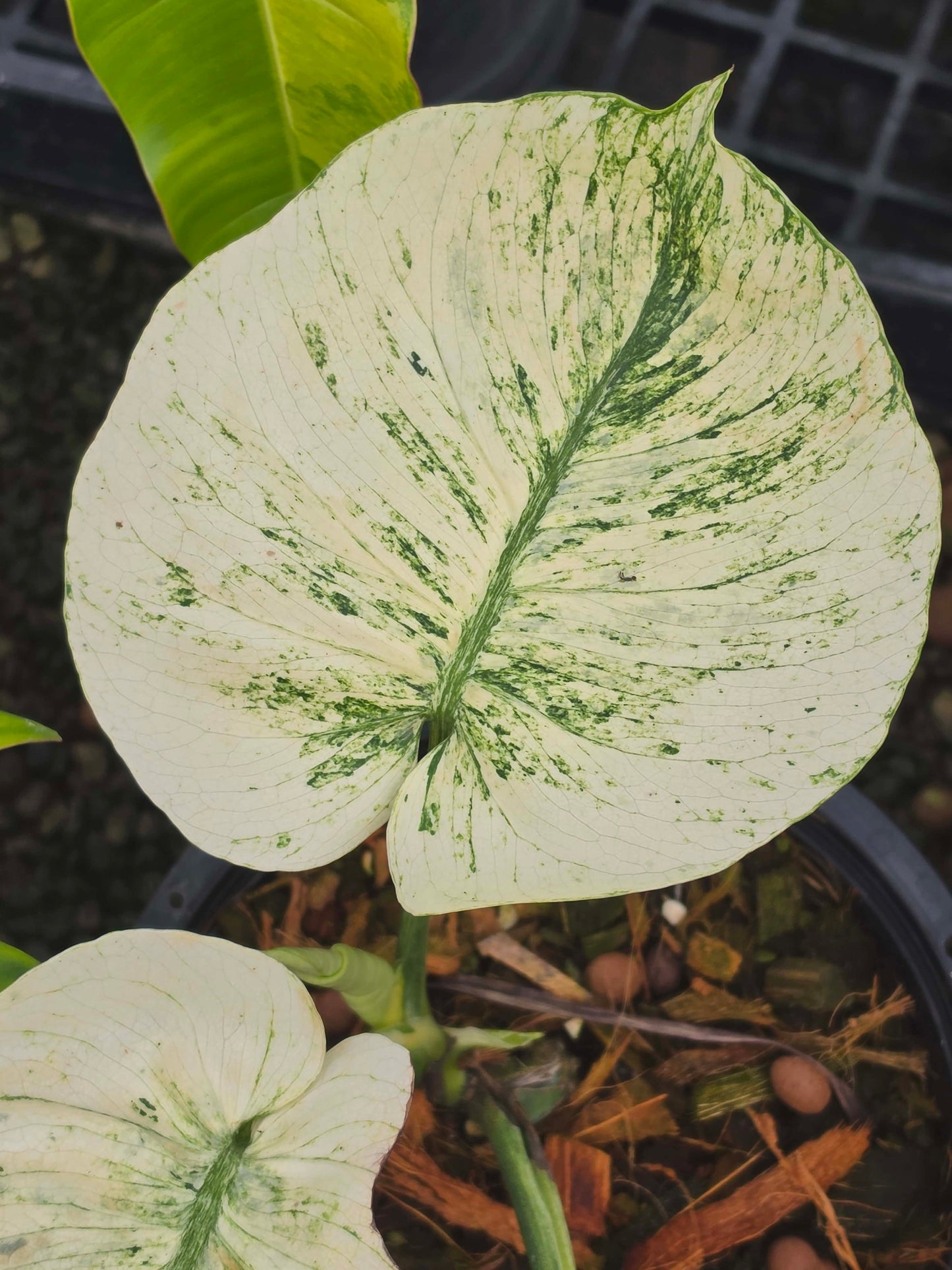 Monstera Mint Siam