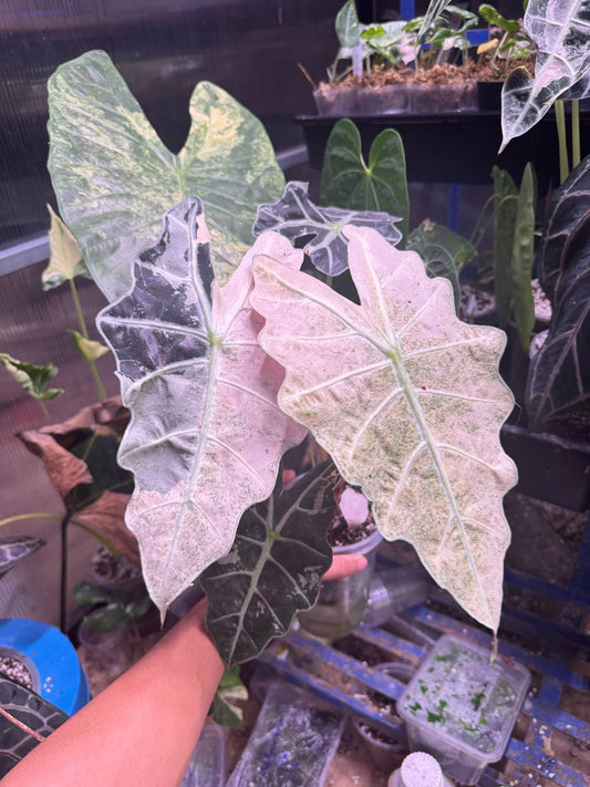 Alocasia Amazonica Pink/Mint Mature - Sur Mesure Green and White Plants