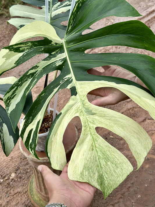 Monstera Borsigiana x Deliciosa Mint "Jungle Mint" - Sur Mesure