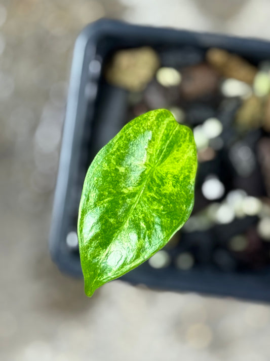 Alocasia Longiloba Mint Lava
