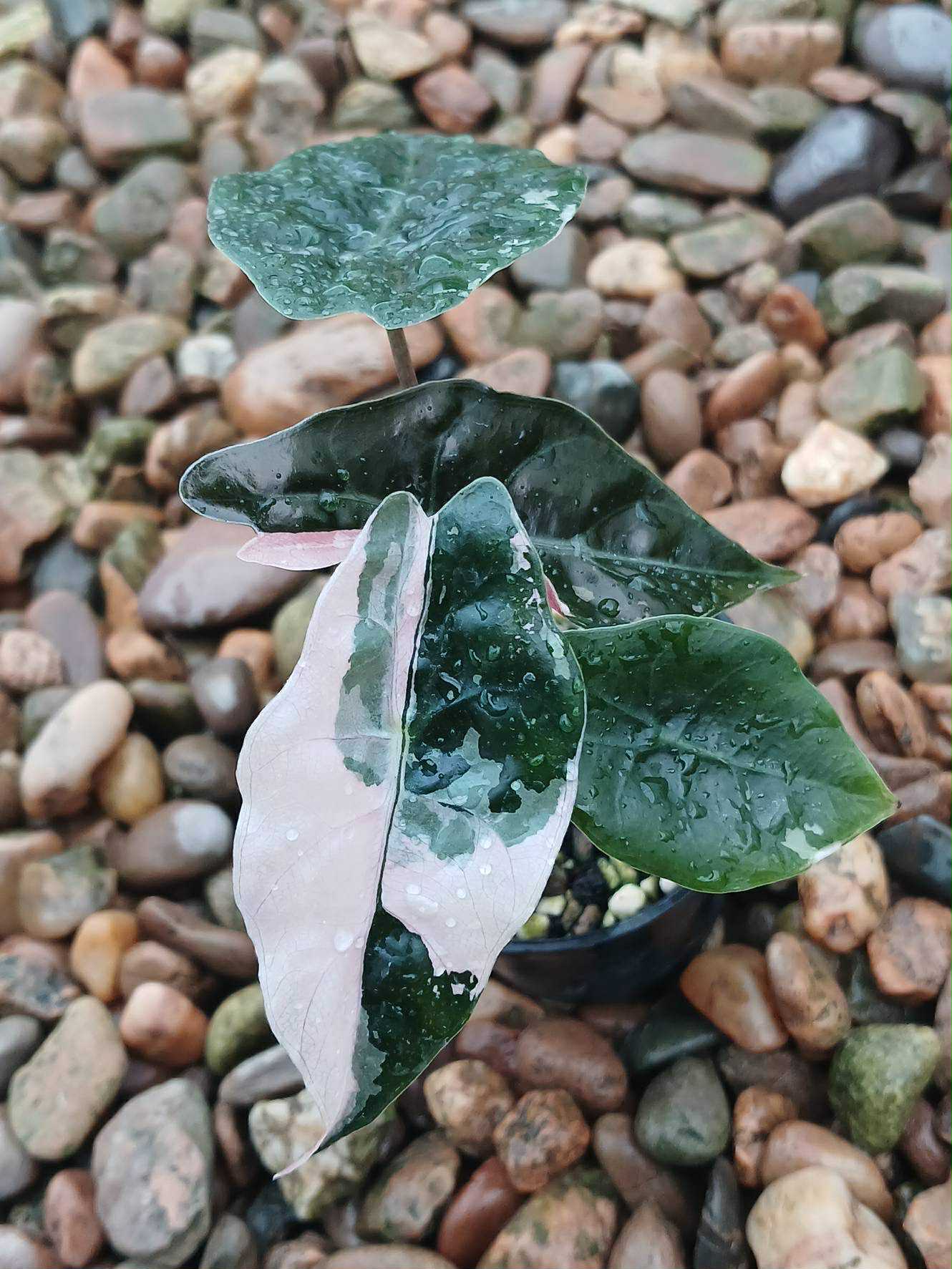 Alocasia Chantrieri Pink / Alocasia Sanderiana Bull - Sur Mesure